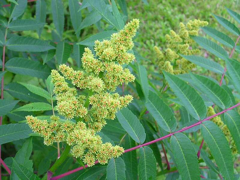 rhus glabra