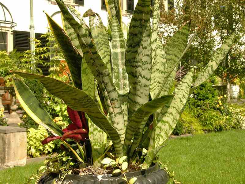 Sansevieria trifasciata