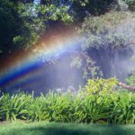 Best Lawn-Watering Times