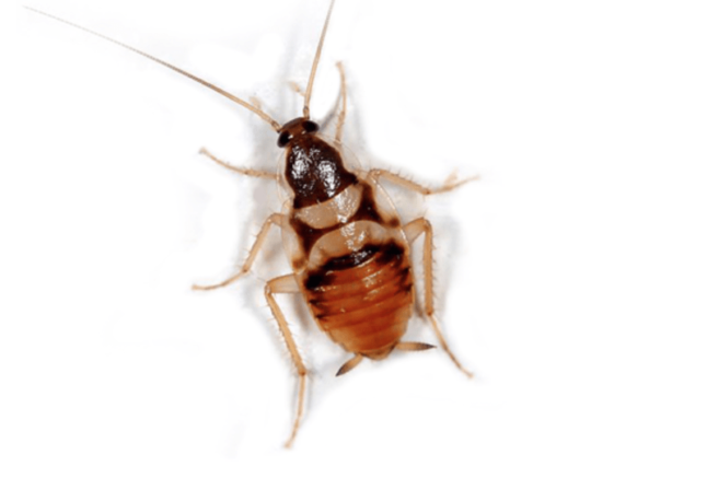 Supella longipalpa
