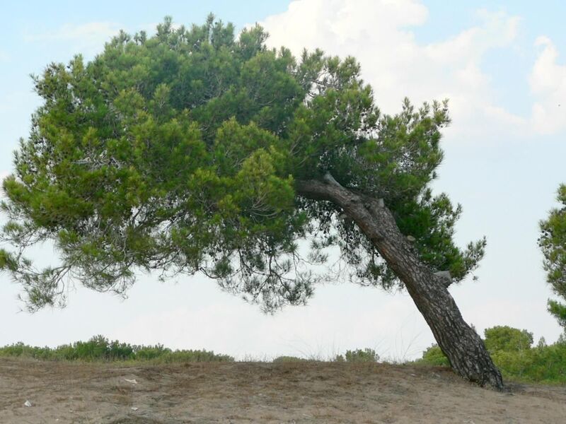 Gree Leaves tree is leaning