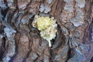 Why Is My Tree Leaking Sap?