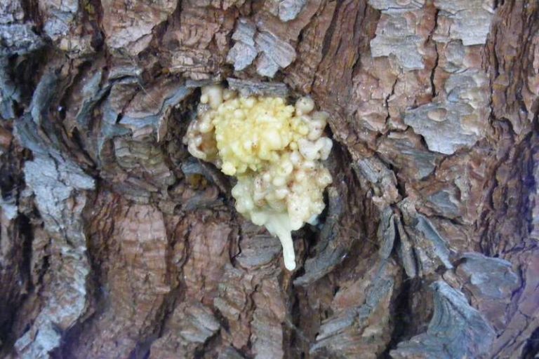 Why Is My Tree Leaking Sap?