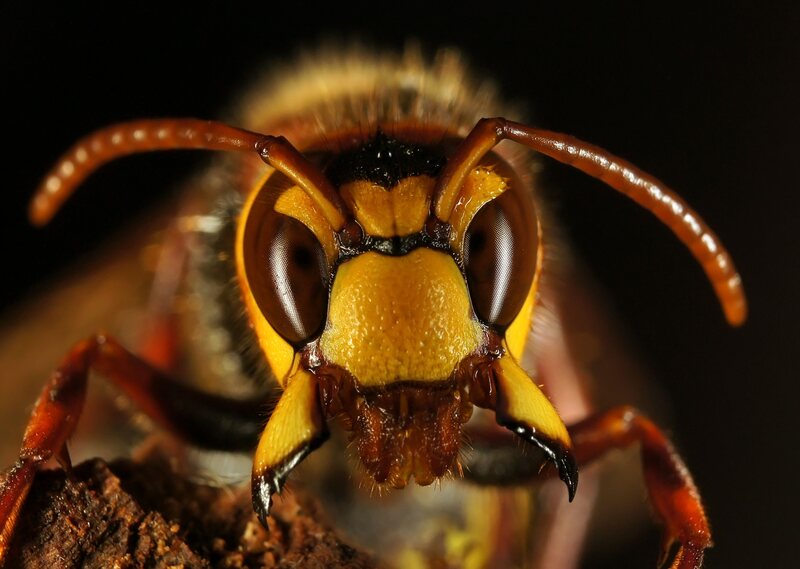 hornet