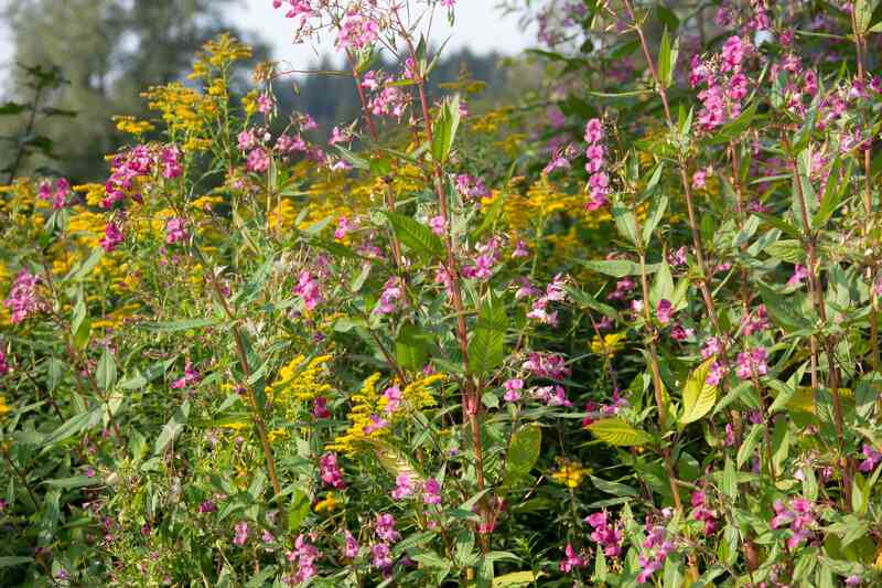 A garden with pink color flowers