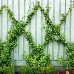 How to Make Your Fence Look More Welcoming