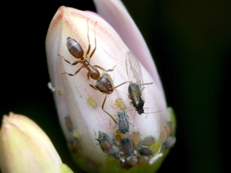 3 to 4 argentine ants showed 