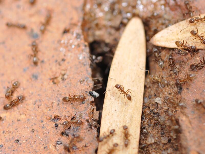 A large number of brown argentine ants