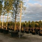 Tips for Choosing a Tree at the Nursery