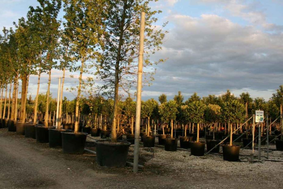Tips for Choosing a Tree at the Nursery