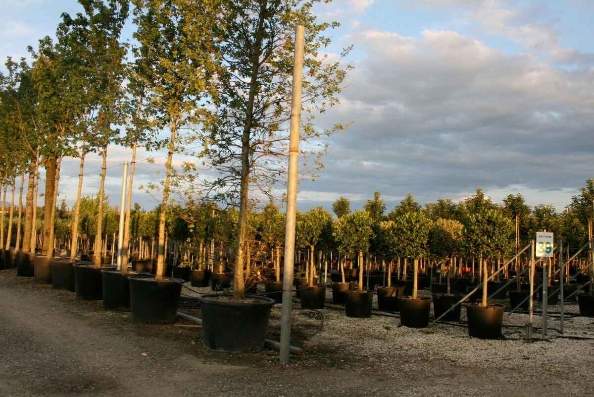 Tips for Choosing a Tree at the Nursery