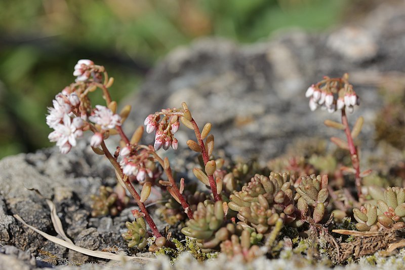 A white stonecrop plant