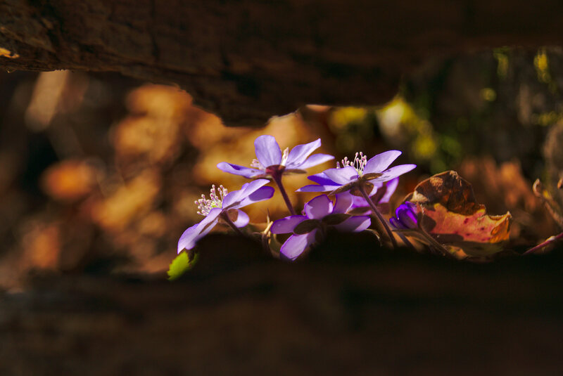 Autumn Crocus