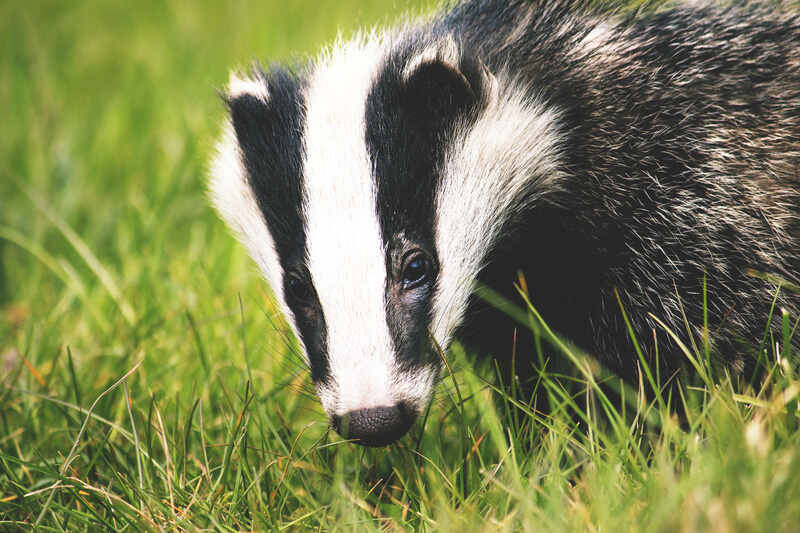 A skunk on lush green grass