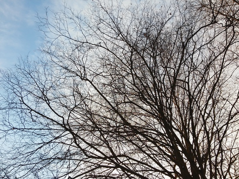 Tree with bare branches and sky view