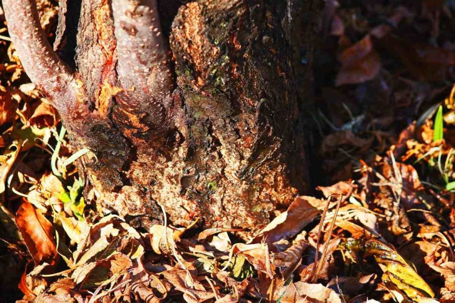 How to Treat Tree Wounds