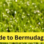 Bermudagrass Guide: Types, Traits, and Care