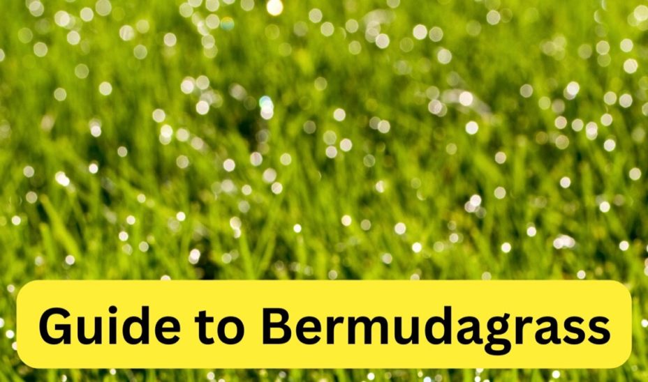 Bermuda Grass Guide