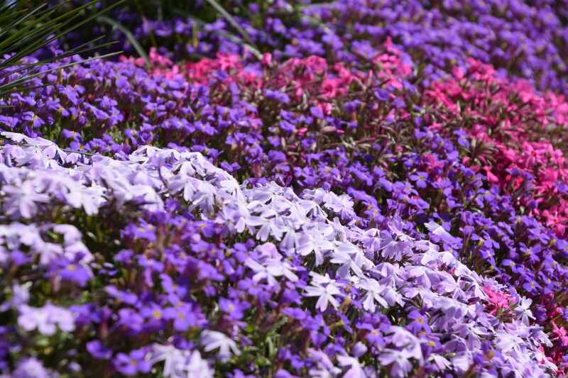 Creeping phlox