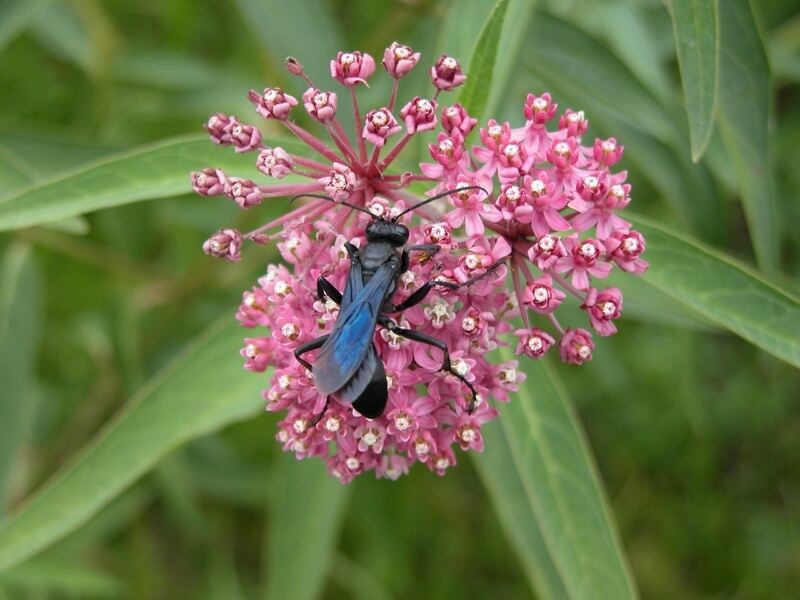 A red-pink colored milkweed plant.