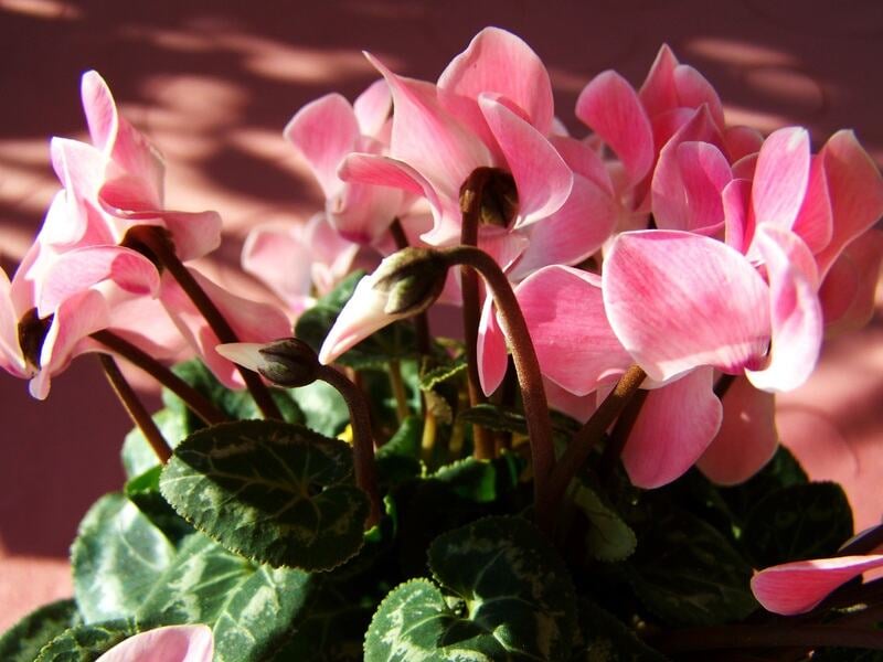 A beautiful pink colored cyclamen plant