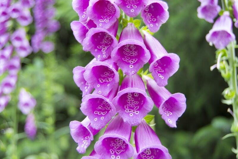 A pink colored foxglove plant in a lawn.