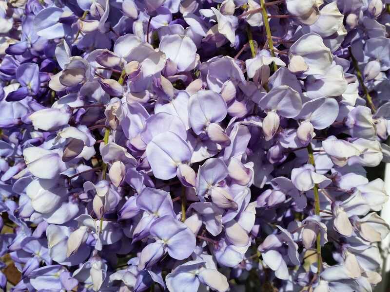 Light purple colored wisteria plants