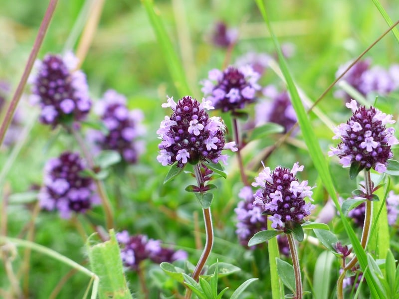 A common Thyme plant