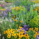 8 Ways to Encourage Biodiversity in Your Yard