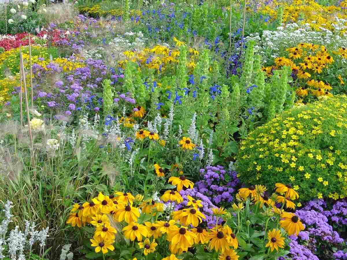 Different colored flowers grown using organic fertilizer