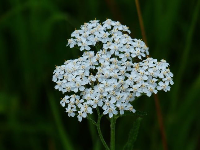 A white yarrow plant