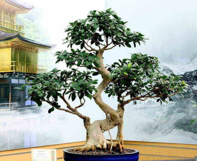 Taiwan fig, aka ficus retusa, a type of bonsai.