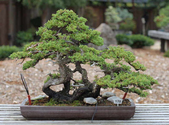 Juniper bonsai, a type of bonsai.