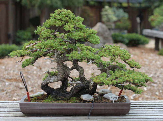 The Complete Juniper Bonsai Tree Plant Care Guide: Water, Light