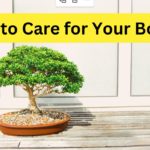 Tiny Trees 101: How to Care for Bonsai