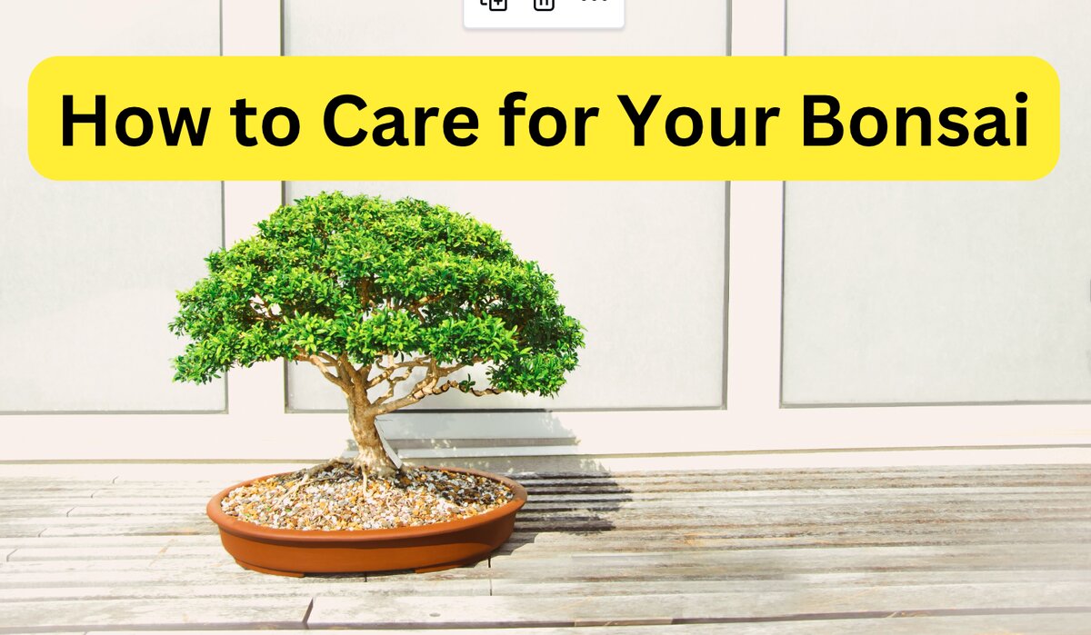 The Complete Juniper Bonsai Tree Plant Care Guide: Water, Light