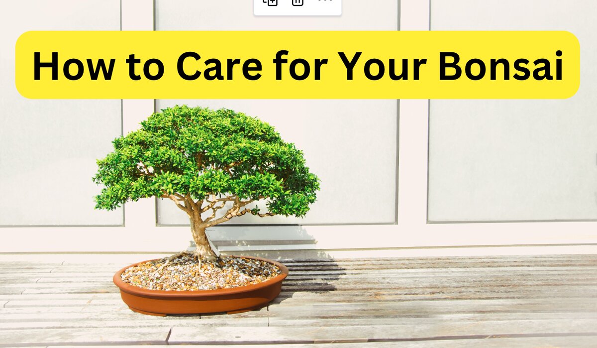 Bonsai tree on floor with wall in background