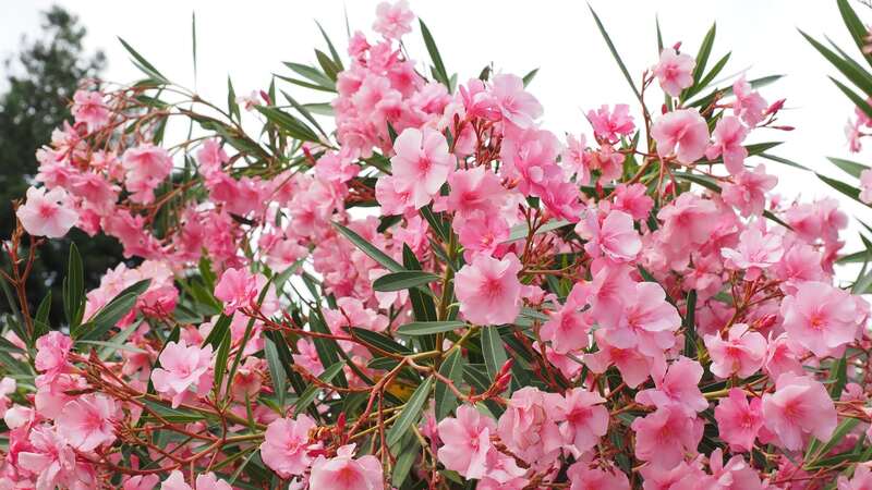 closeup of pink flowers