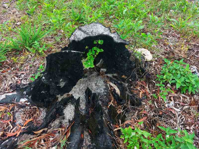 A burnt tree stump surrounded by green grass and plants, with new vines sprouting from the charred wood, symbolizing regrowth.