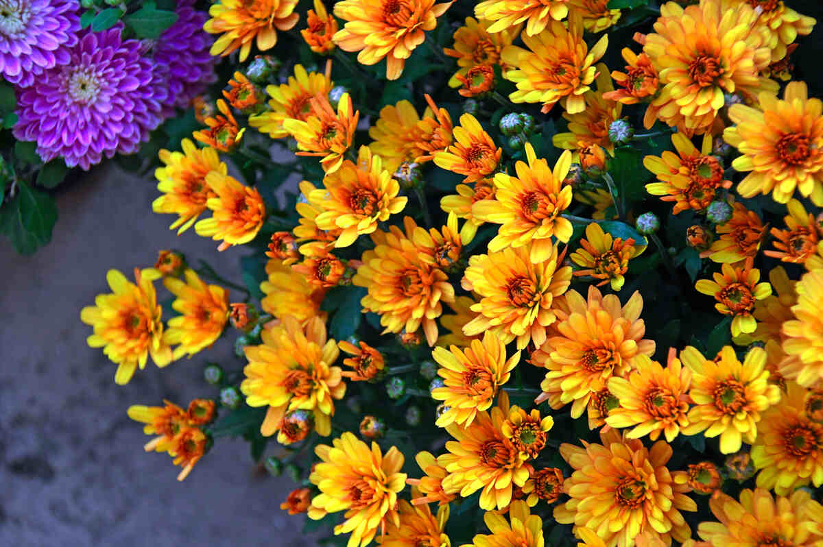Beautiful yellow colored chrysanthemums flowers