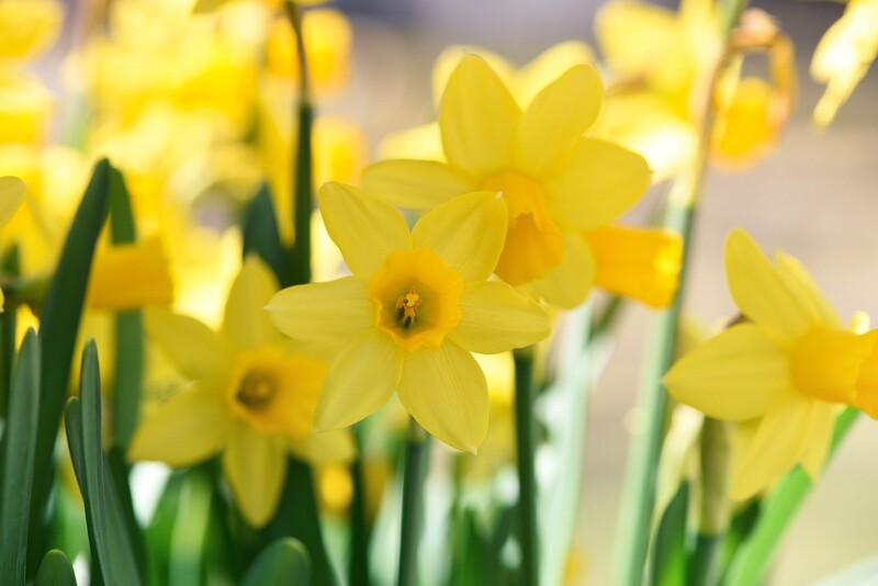 Daffodils - close up