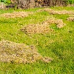 How Much Does Lawn Dethatching Cost in 2024?