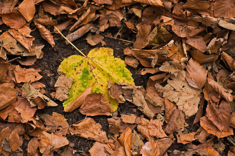 Dicolored autum leaves