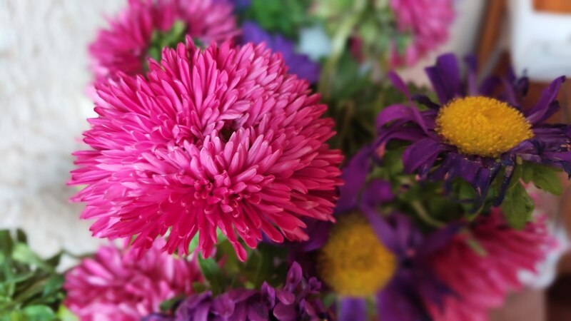 Colorful Chrysanthemum plant in a lawn