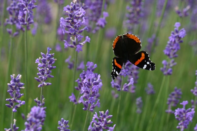 A dog repeller plant lavender