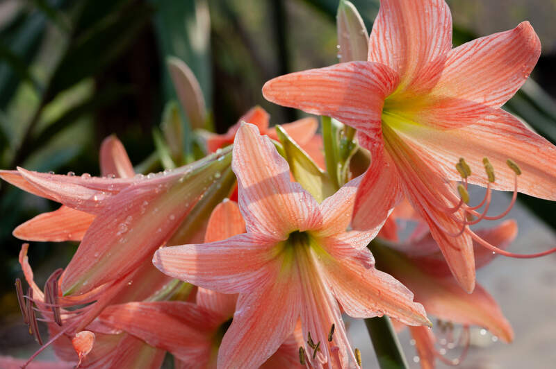 A peach colored amaryllis plant in a lawn