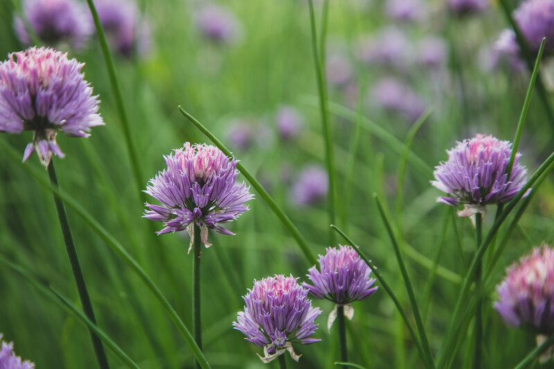 Purple allium flowers rising on tall stems, displaying spherical clusters of tiny star-shaped blooms against a backdrop of soft green foliage.