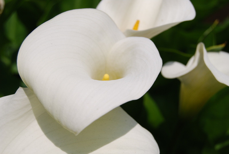 White colored calla lily plant