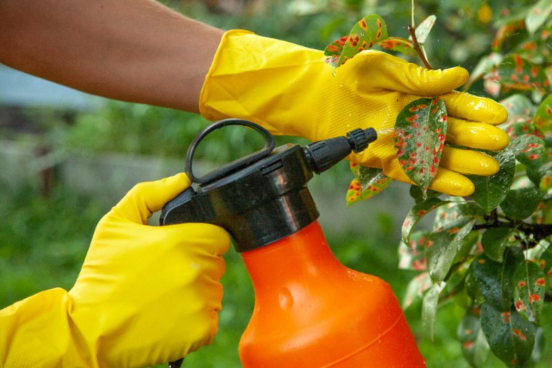 Gardener sprinkles diseased tree leaves against the fungus and pests