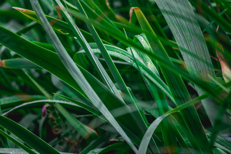 A blue sedge plant